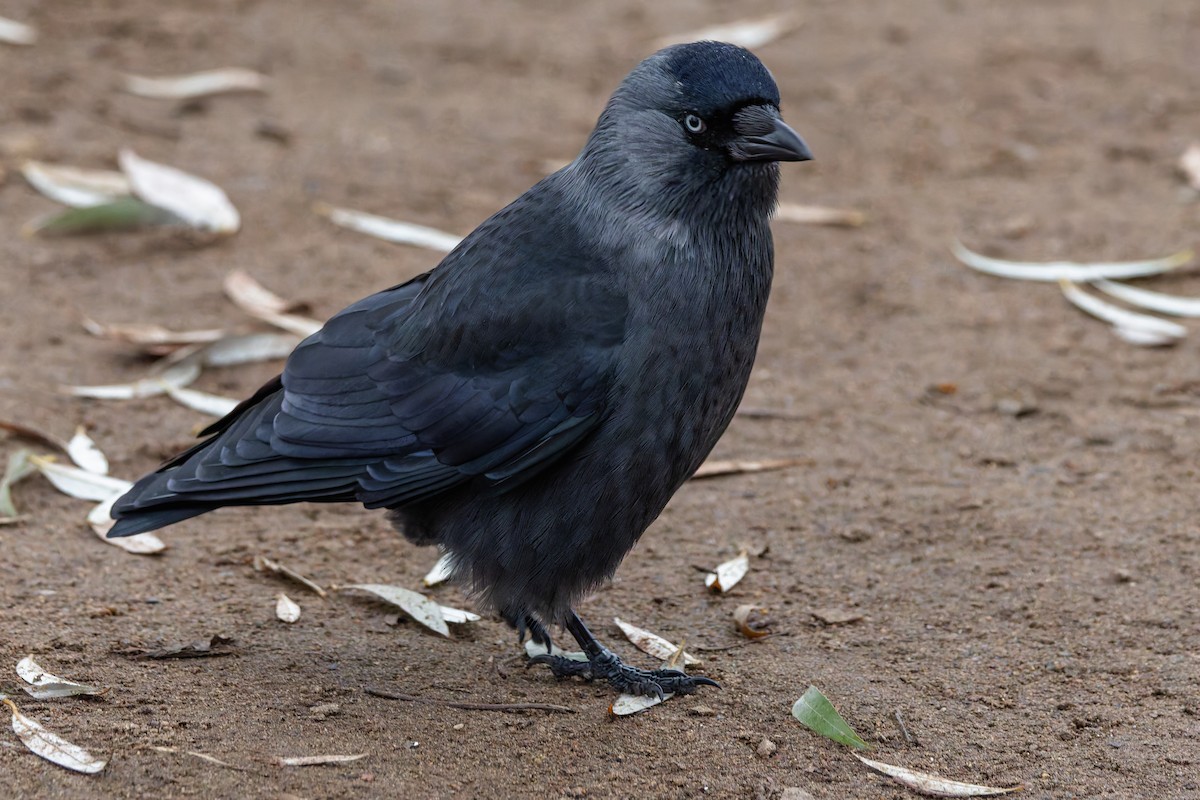 Eurasian Jackdaw - ML646347727