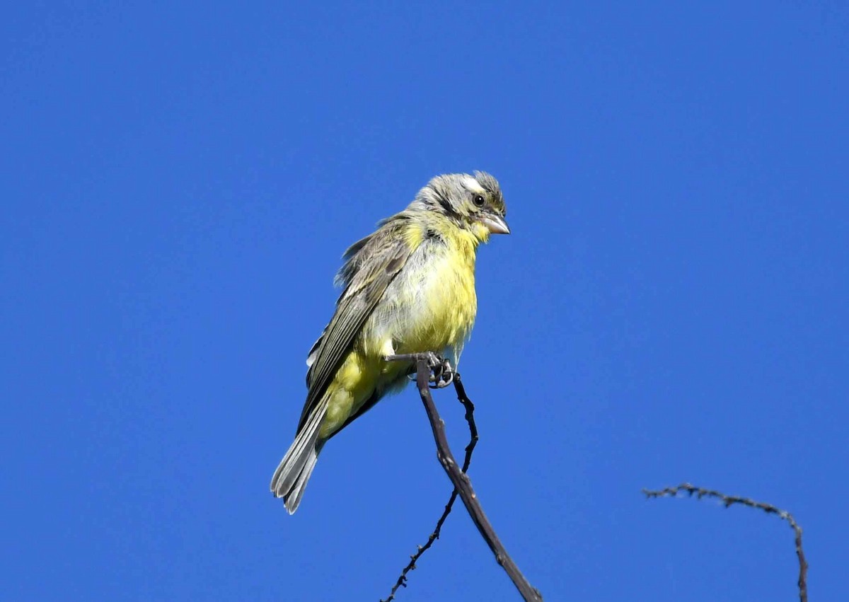 Yellow-fronted Canary - ML646347756