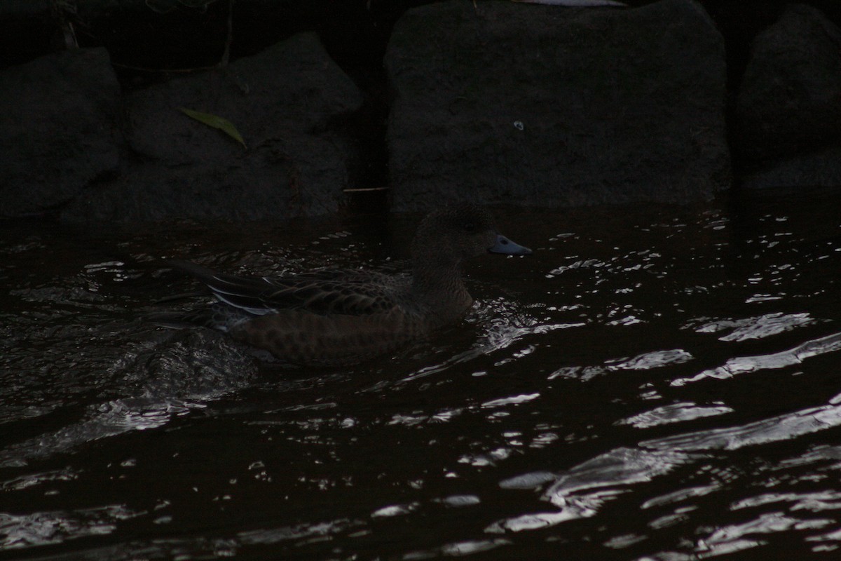 赤頸鴨 - ML646347758