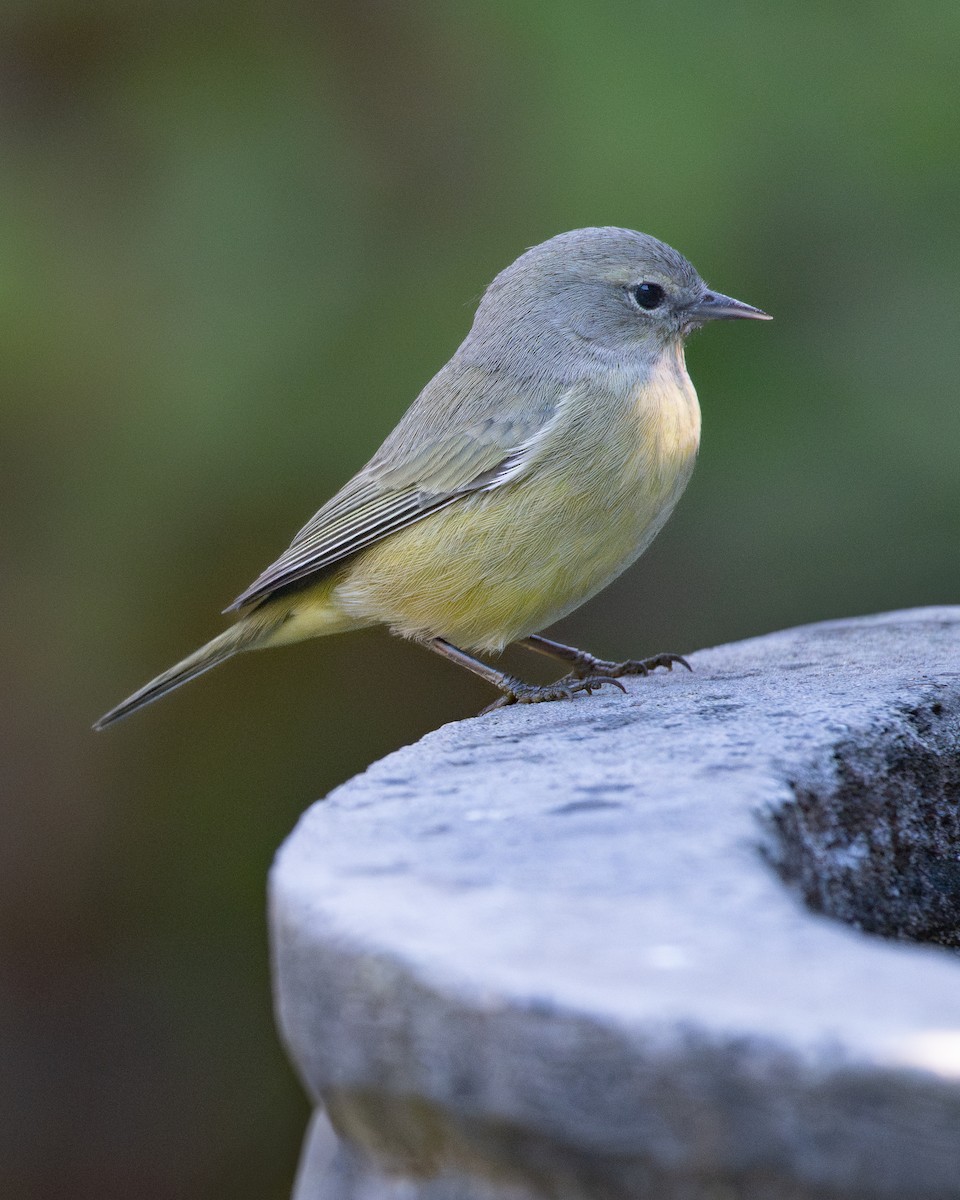 Orange-crowned Warbler - ML646347759
