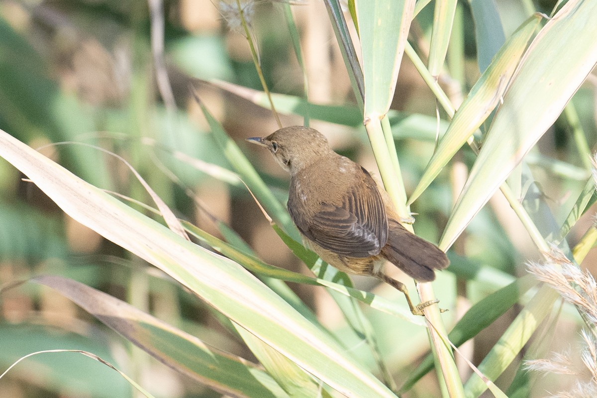 ヨーロッパヨシキリ - ML646347760