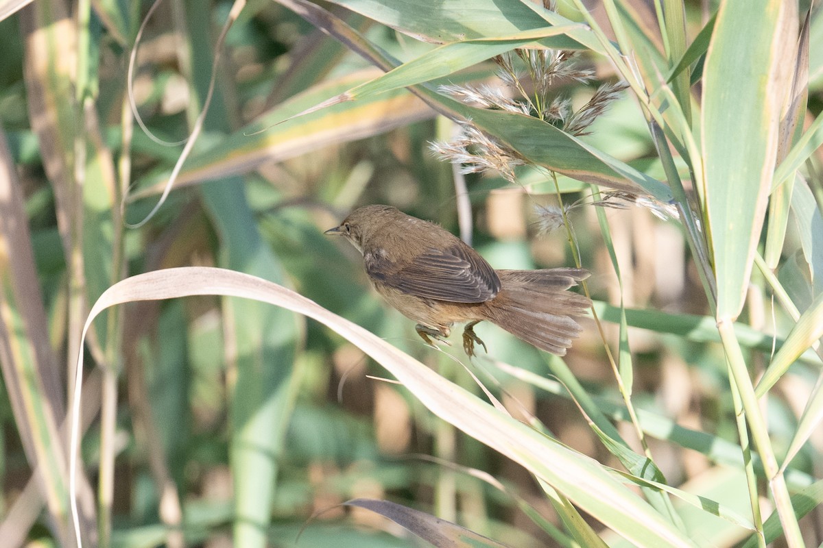 ヨーロッパヨシキリ - ML646347761