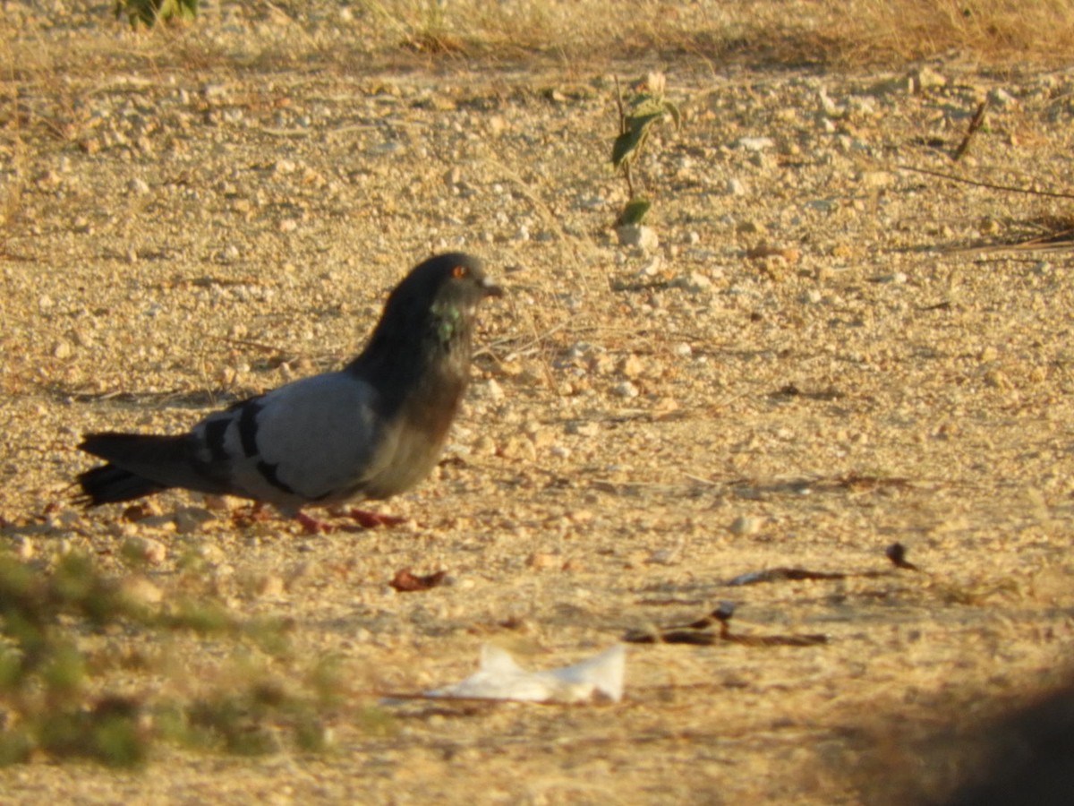 Rock Pigeon (Feral Pigeon) - ML646347762