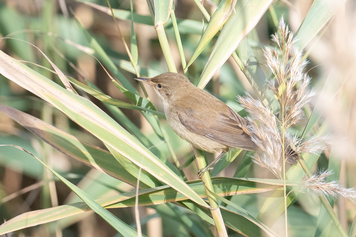 ヨーロッパヨシキリ - ML646347763