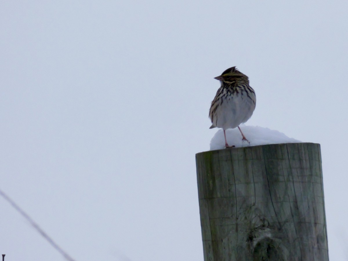 Savannah Sparrow - ML646347771