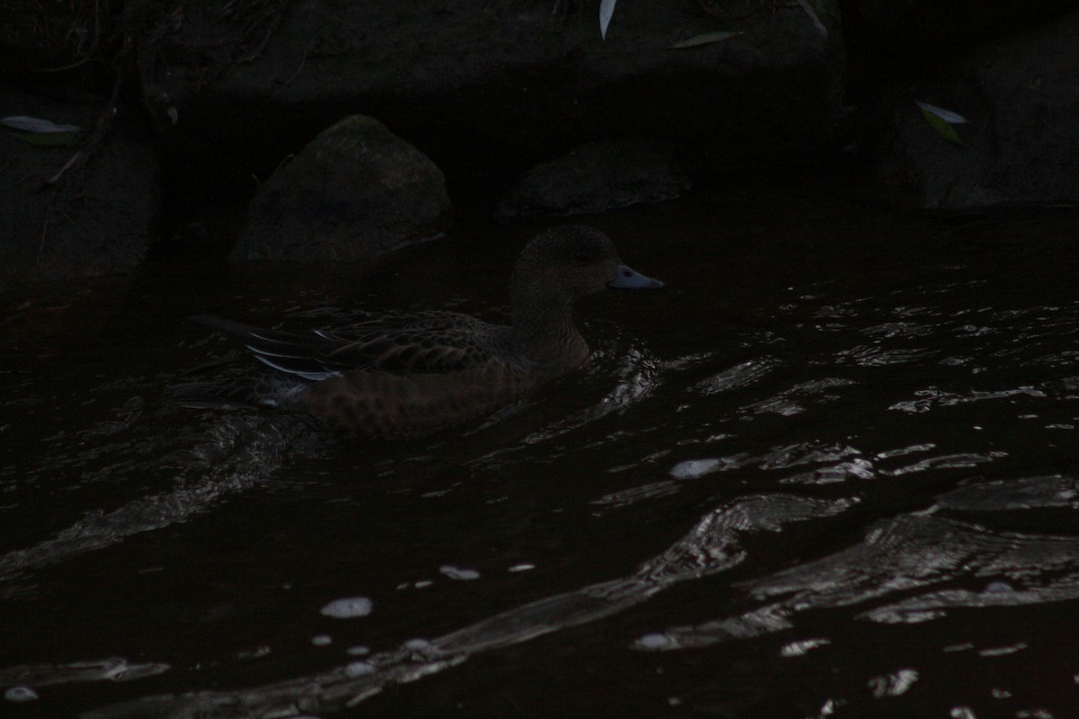 赤頸鴨 - ML646347772