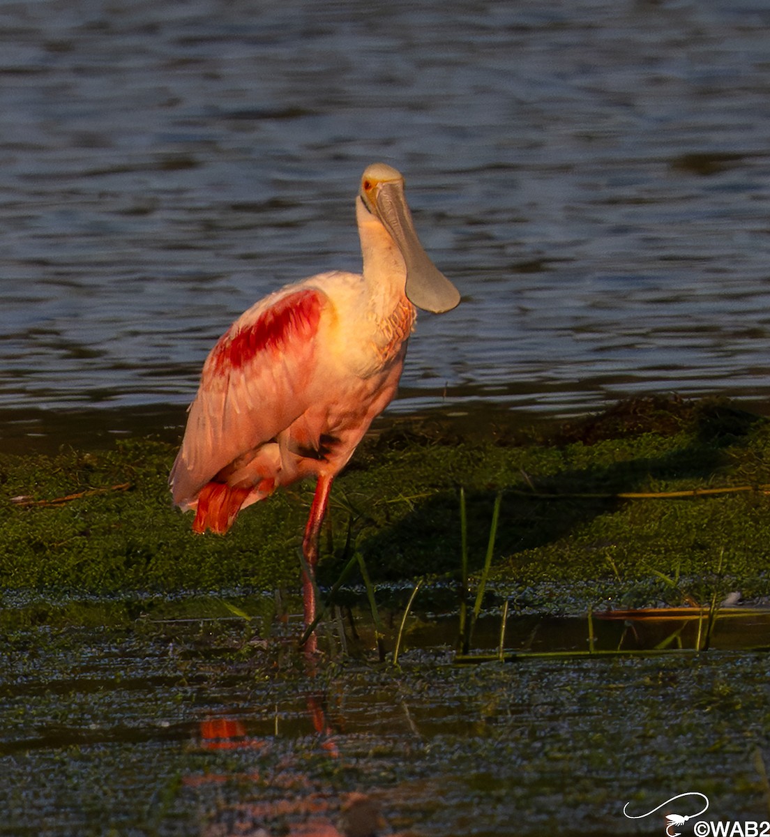 Roseate Spoonbill - ML646347773