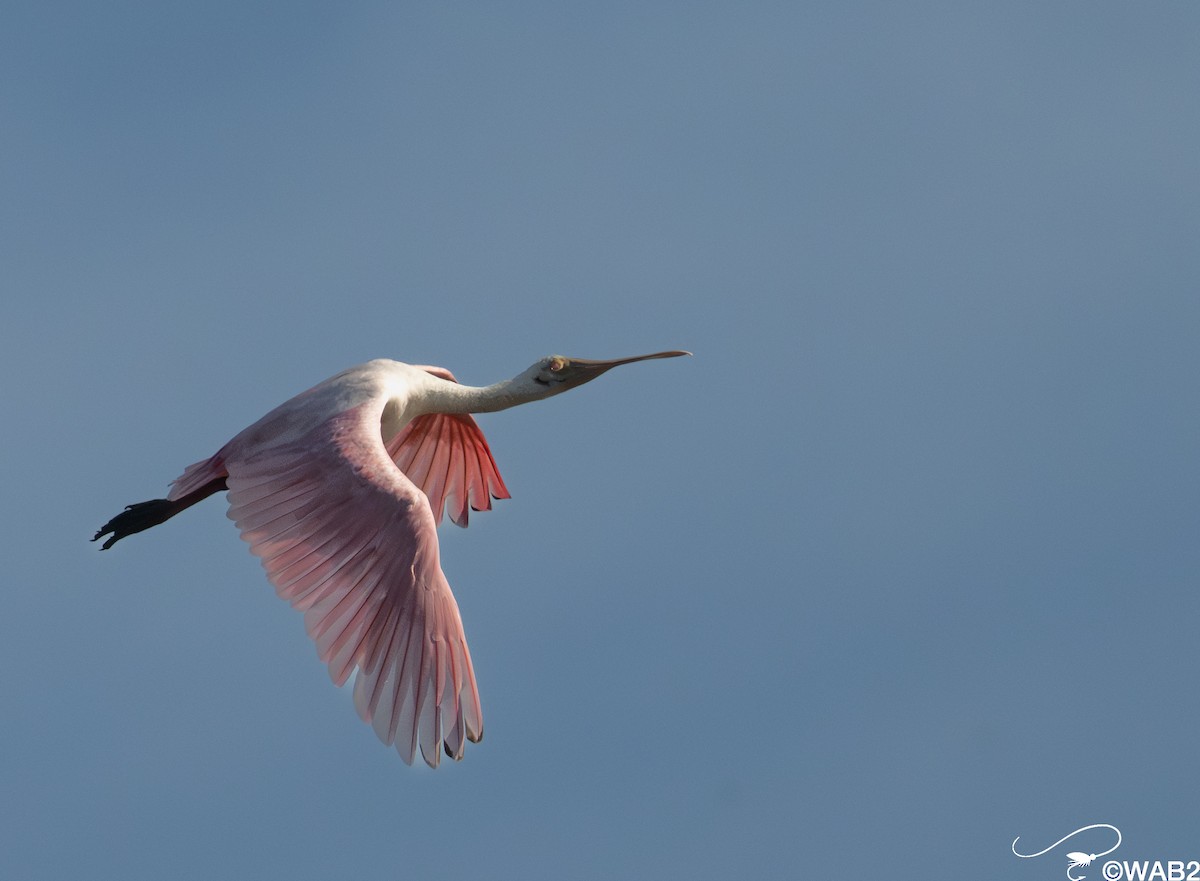 Roseate Spoonbill - ML646347774