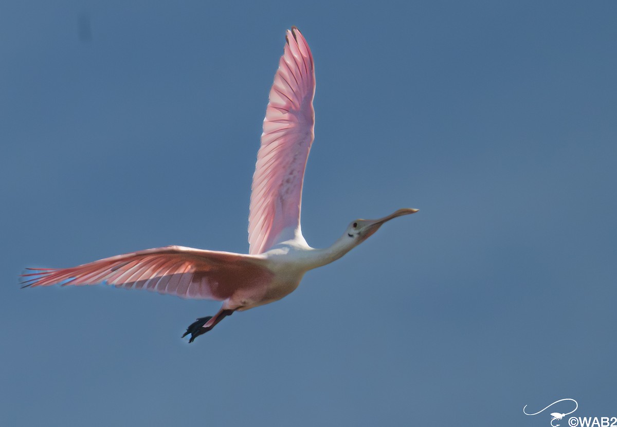 Roseate Spoonbill - ML646347775