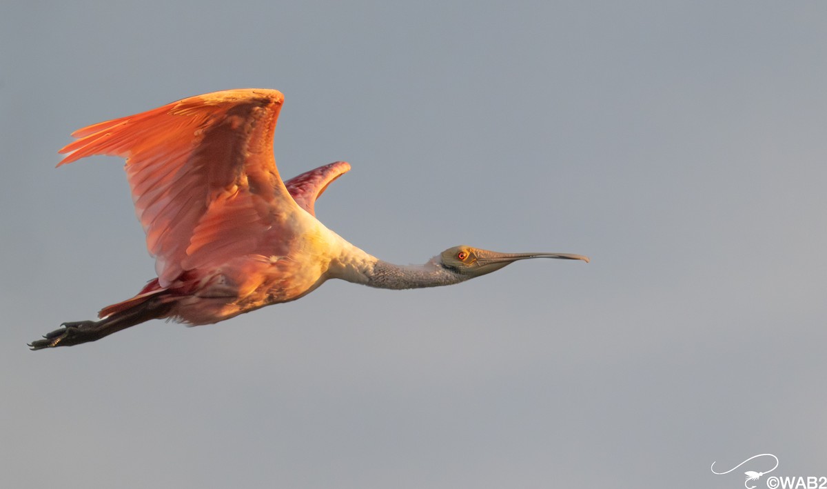 Roseate Spoonbill - ML646347776