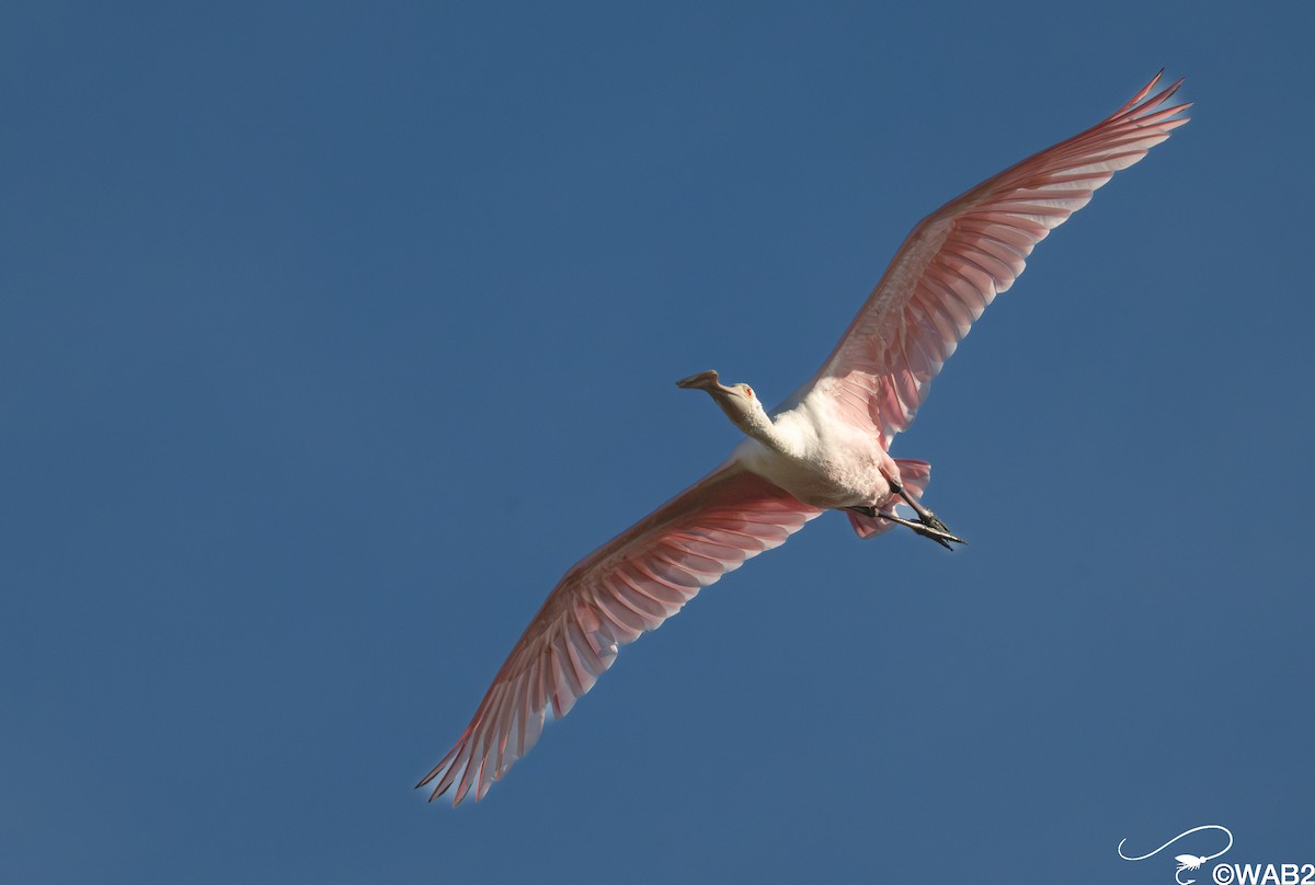 Roseate Spoonbill - ML646347777