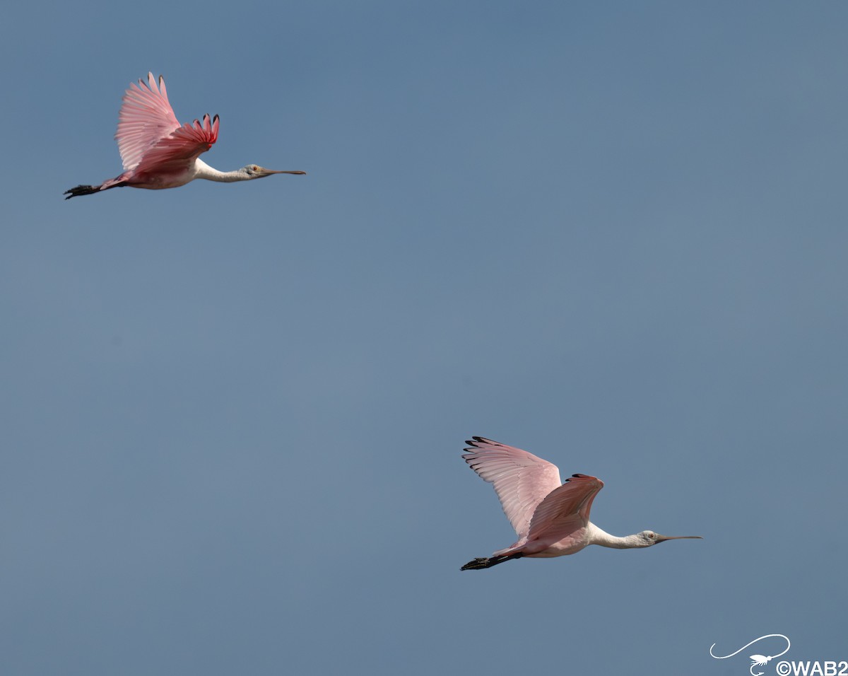 Roseate Spoonbill - ML646347778