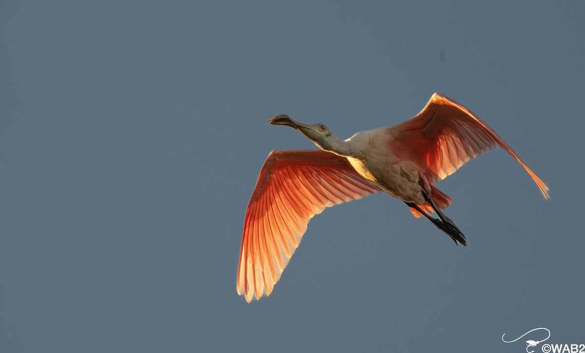 Roseate Spoonbill - ML646347779