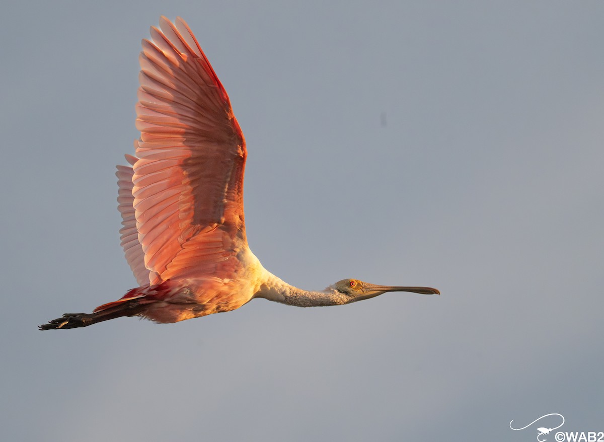 Roseate Spoonbill - ML646347780