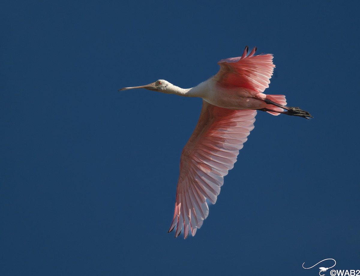 Roseate Spoonbill - ML646347781