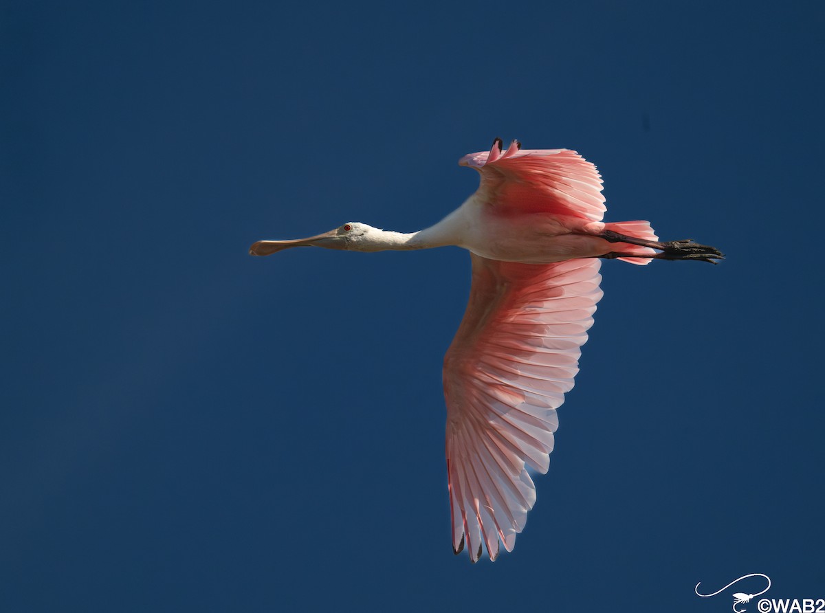Roseate Spoonbill - ML646347782