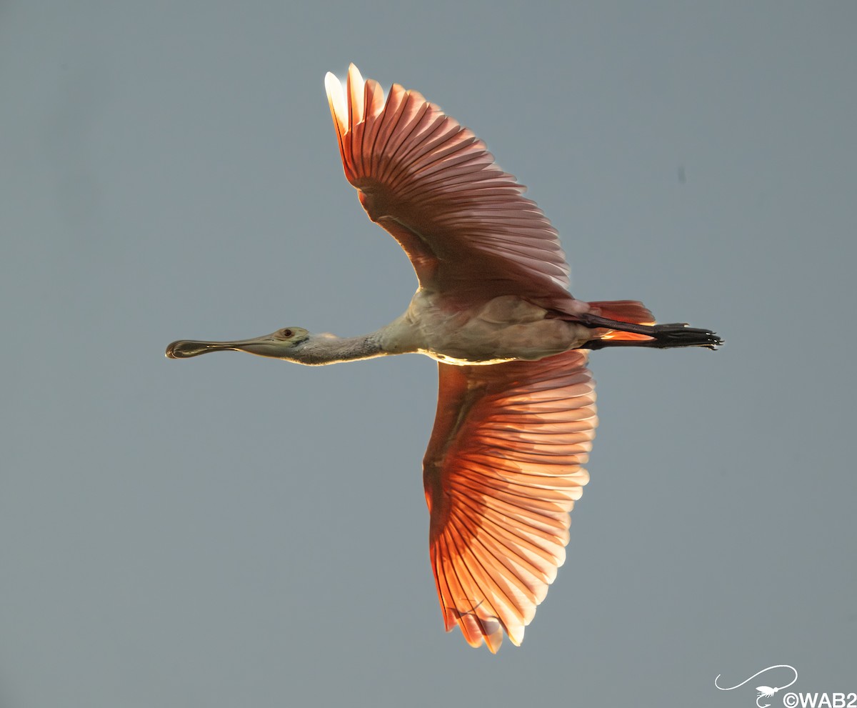 Roseate Spoonbill - ML646347783