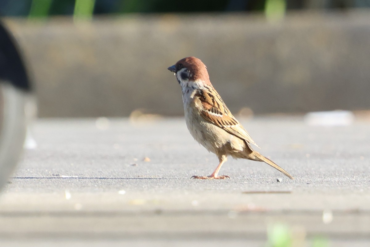 Gorrión Molinero - ML646347784