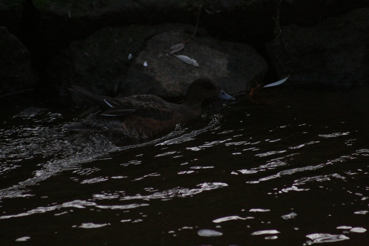 赤頸鴨 - ML646347785