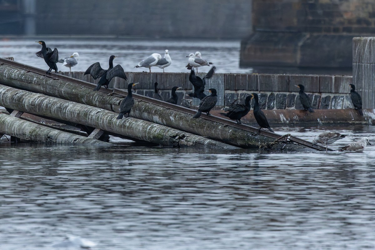 Great Cormorant - ML646347786