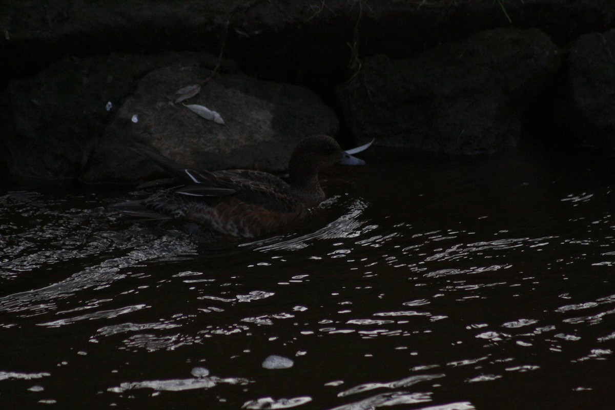 赤頸鴨 - ML646347792