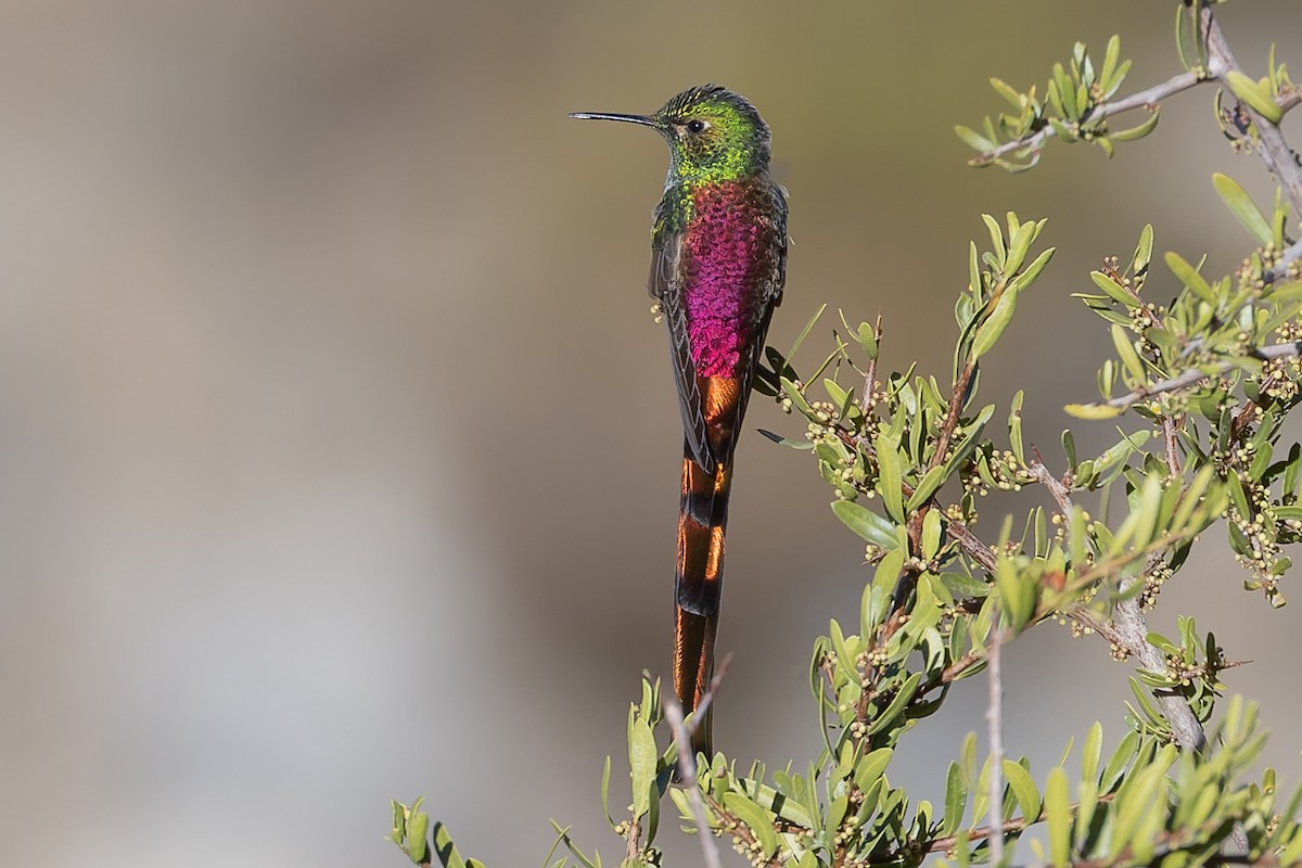 Red-tailed Comet - ML646347797