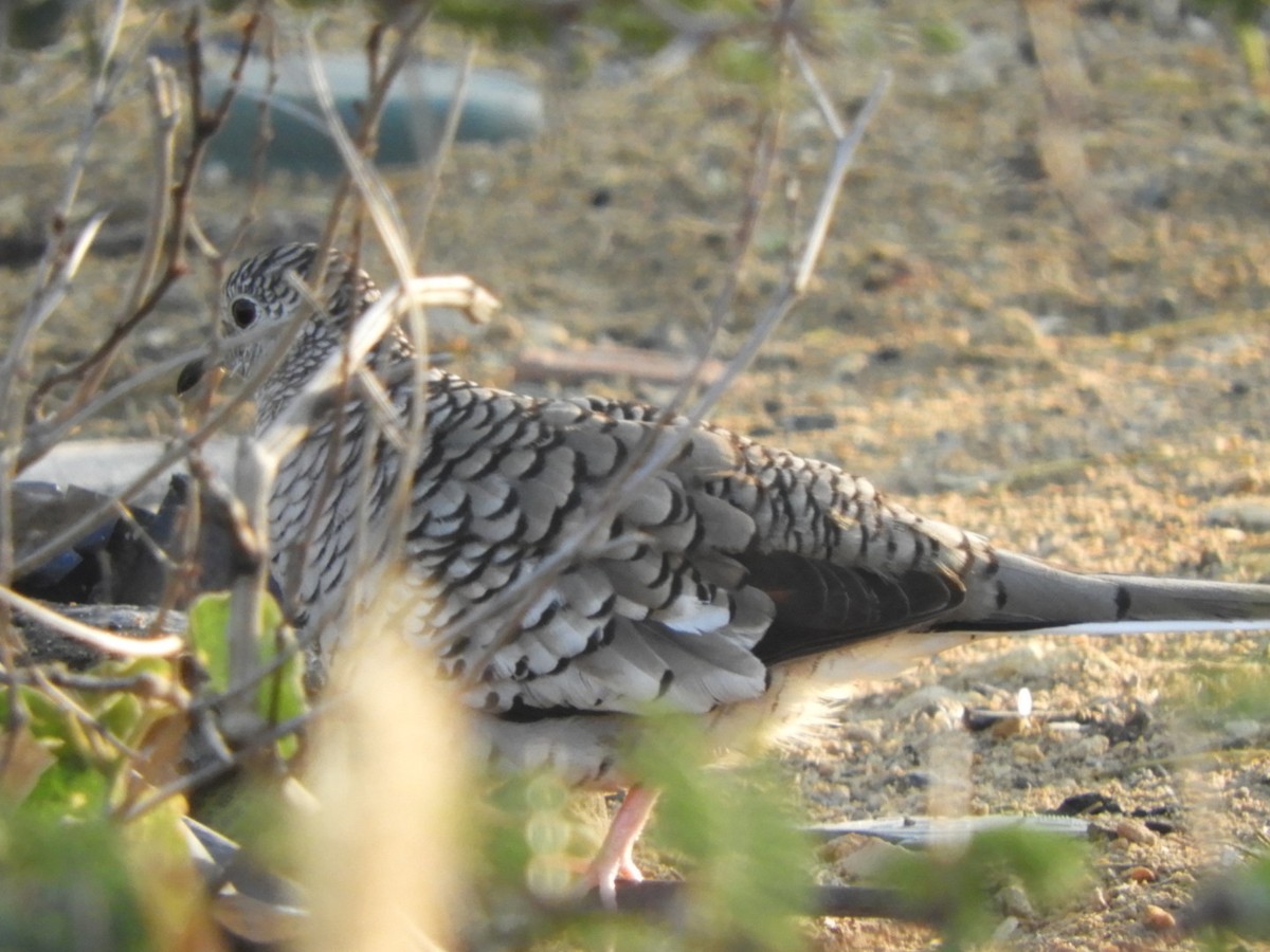 Scaled Dove - ML646347798