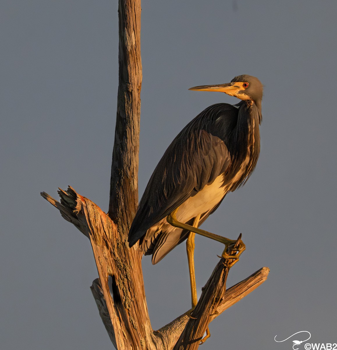 サンショクサギ - ML646347801