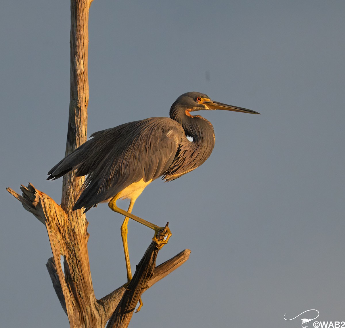 サンショクサギ - ML646347802