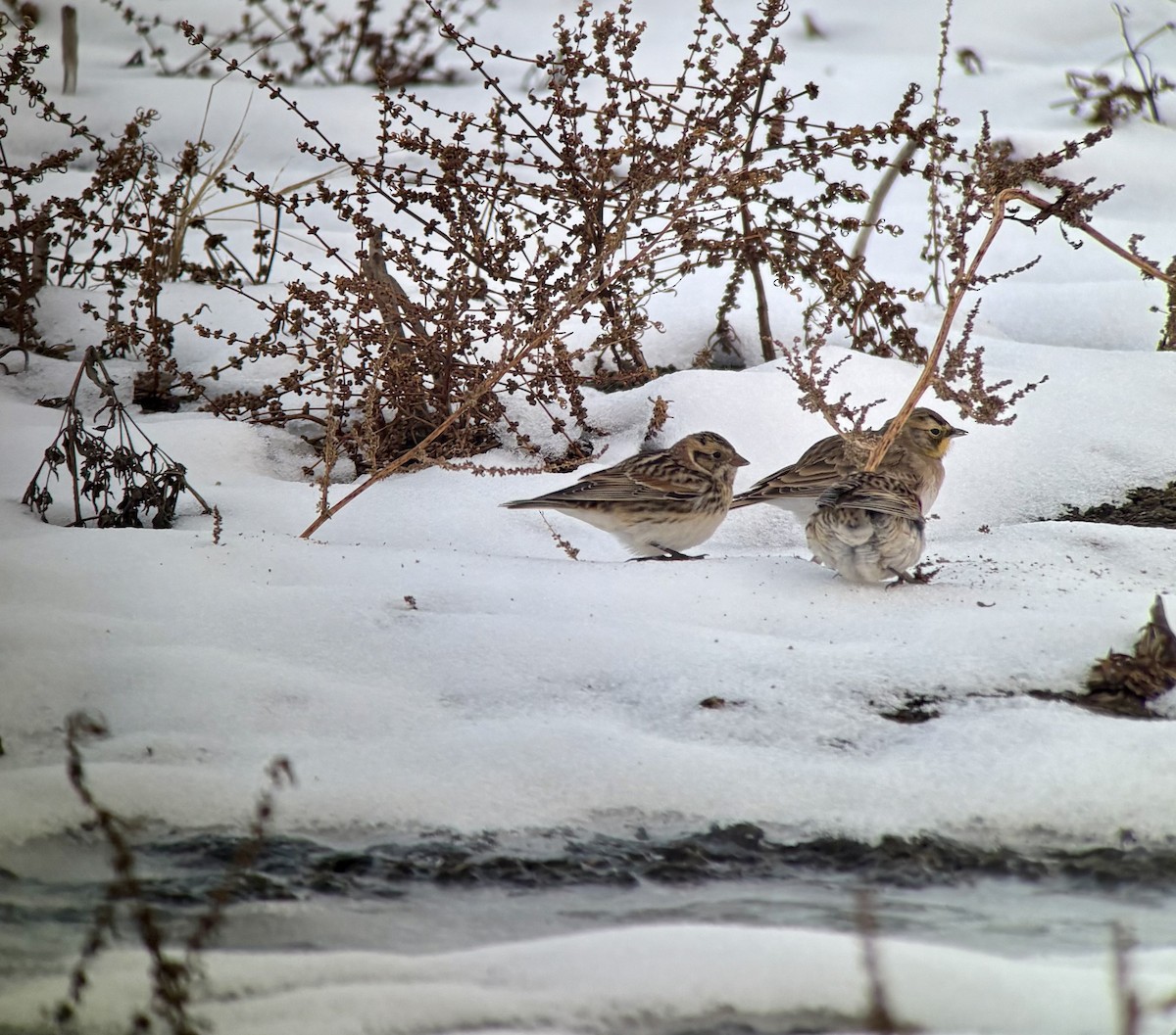 Zigolo della Lapponia - ML646347843