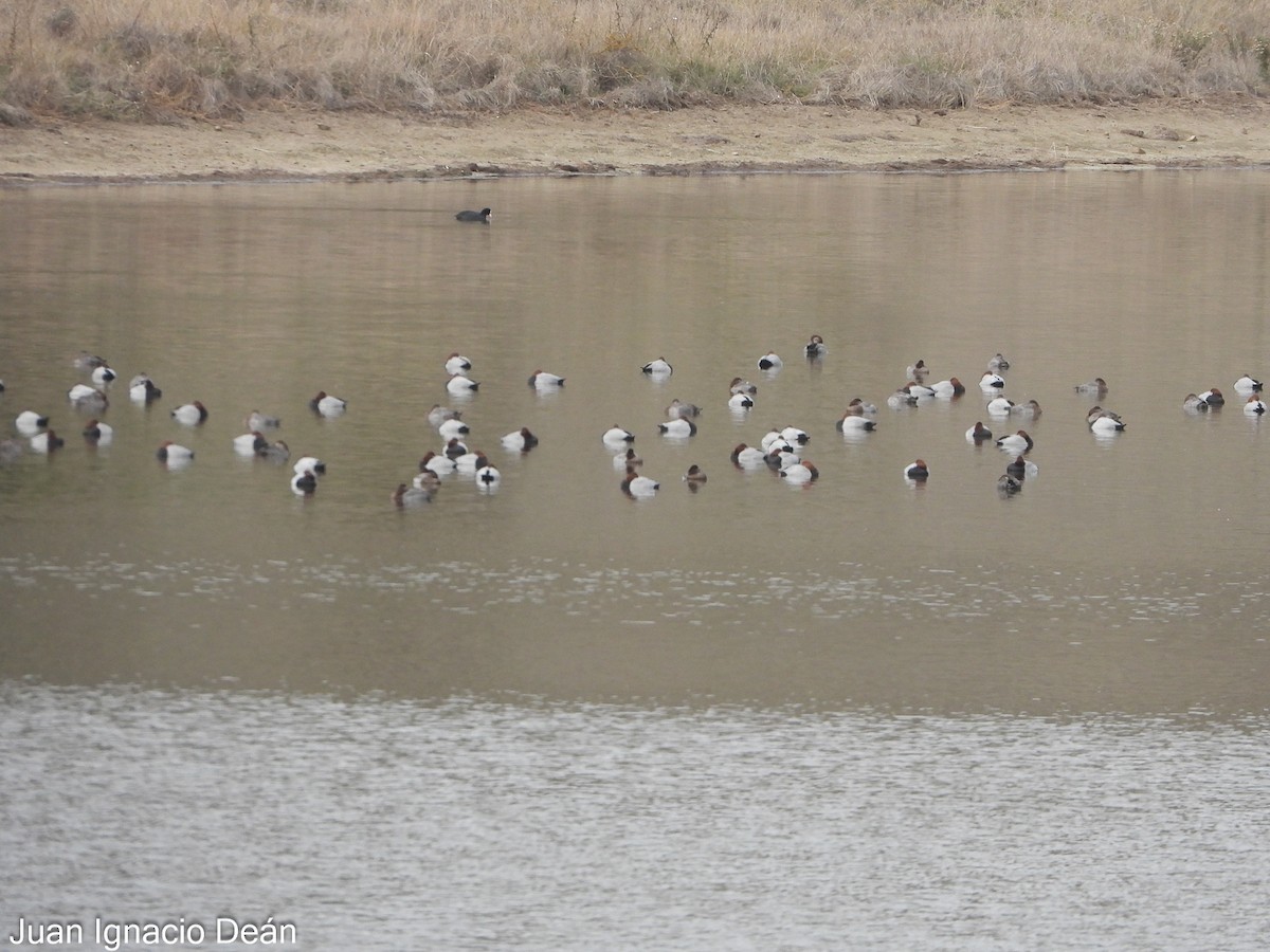 Common Pochard - ML646347844