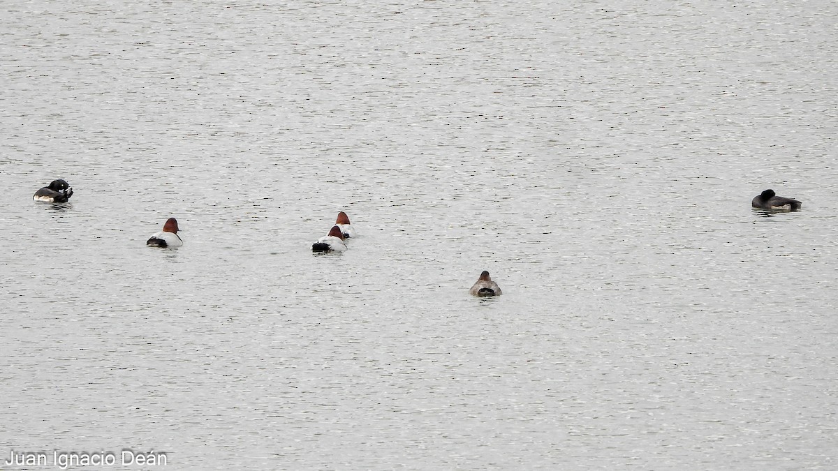Common Pochard - ML646347845