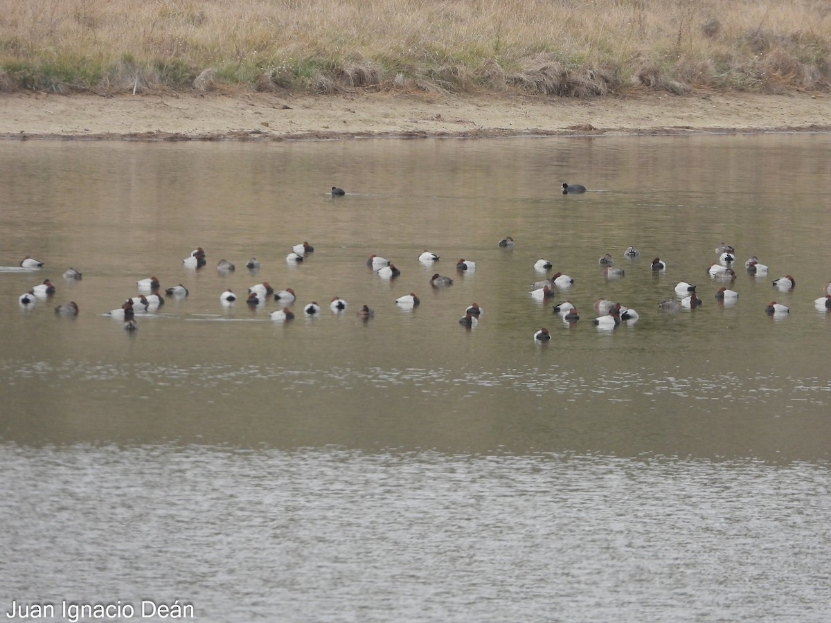 Common Pochard - ML646347846