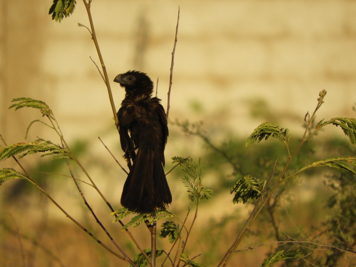 Groove-billed Ani - ML646347847