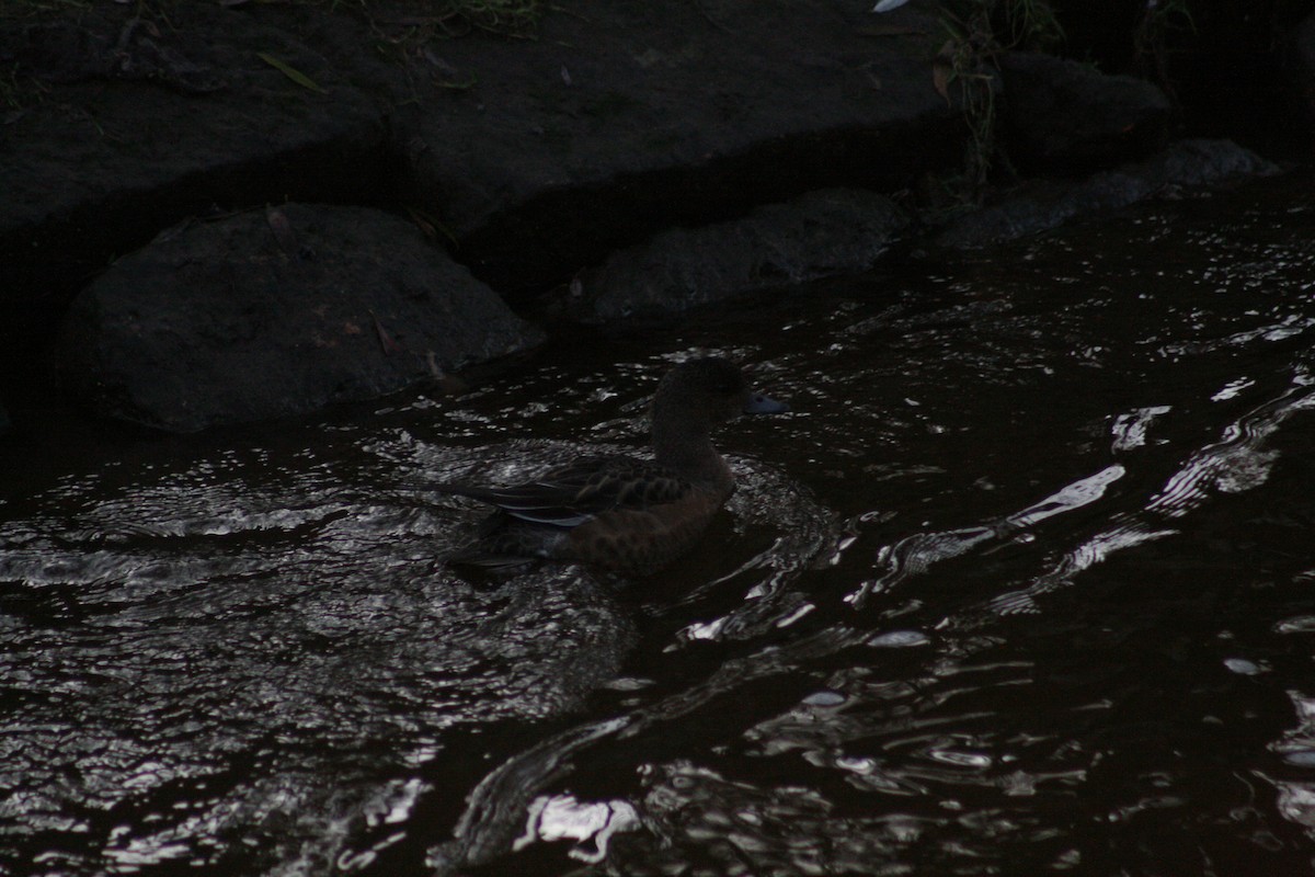 赤頸鴨 - ML646347848