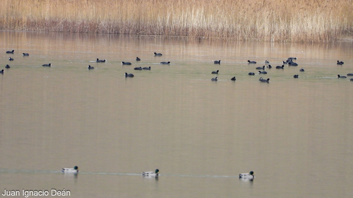 kachna divoká - ML646347850