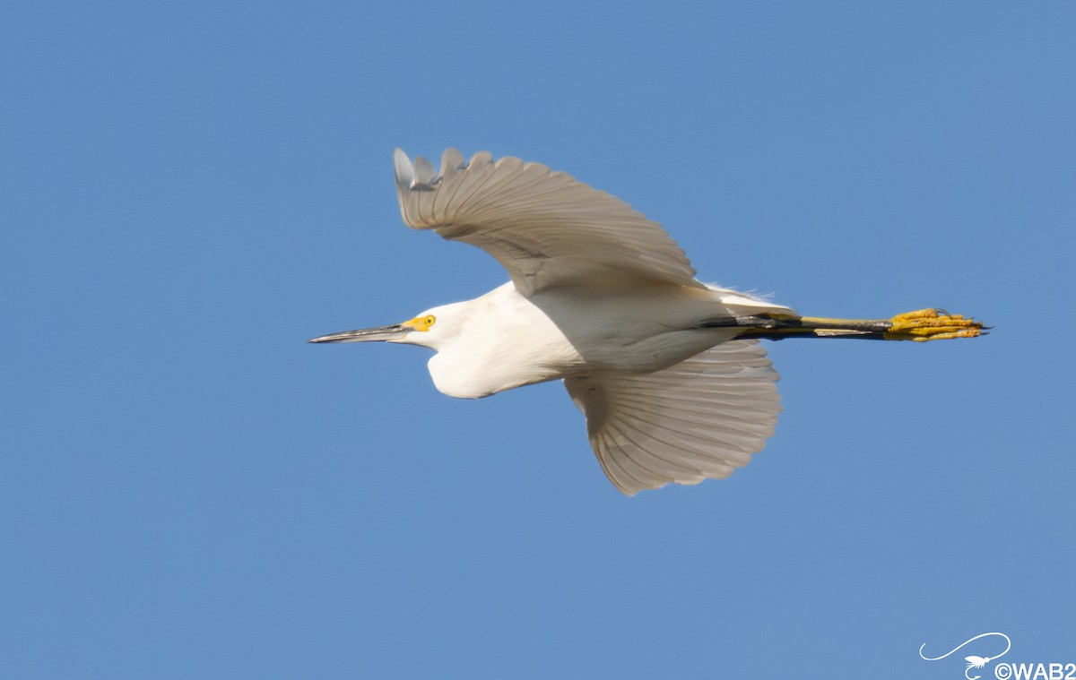 ユキコサギ - ML646347851