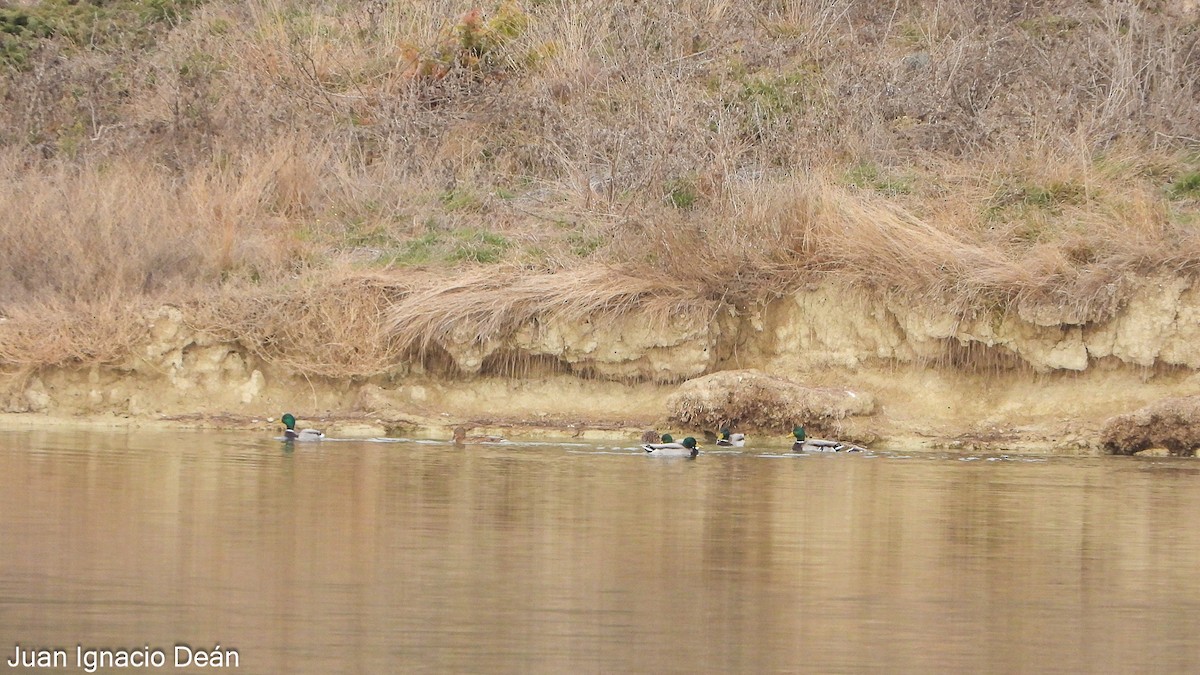 kachna divoká - ML646347852