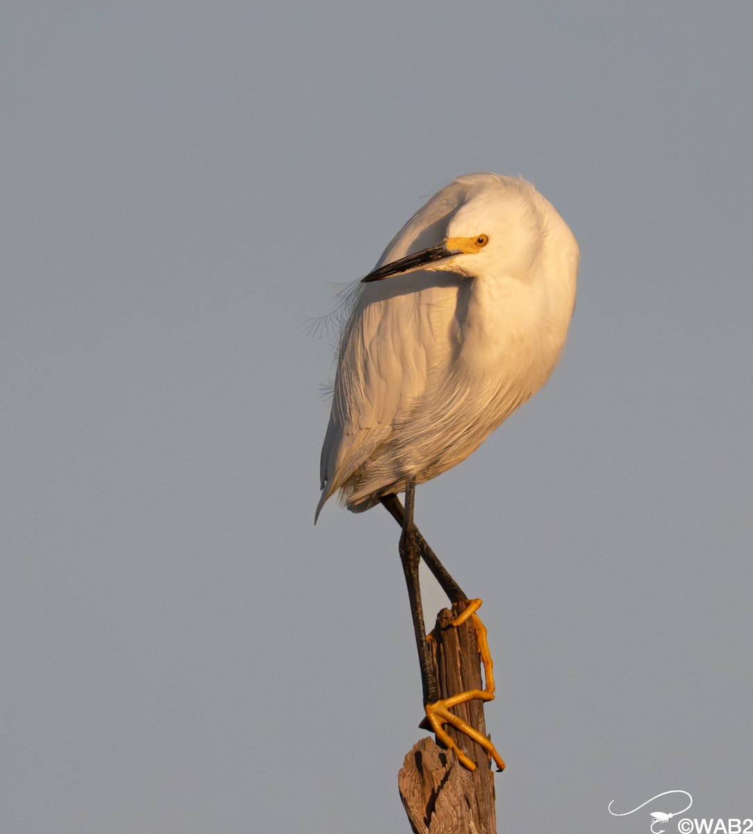 ユキコサギ - ML646347853