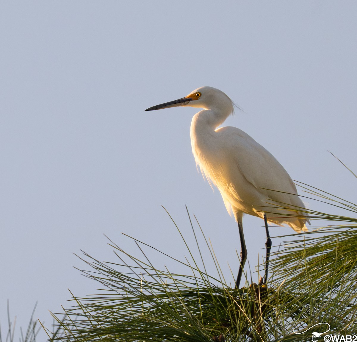 ユキコサギ - ML646347854