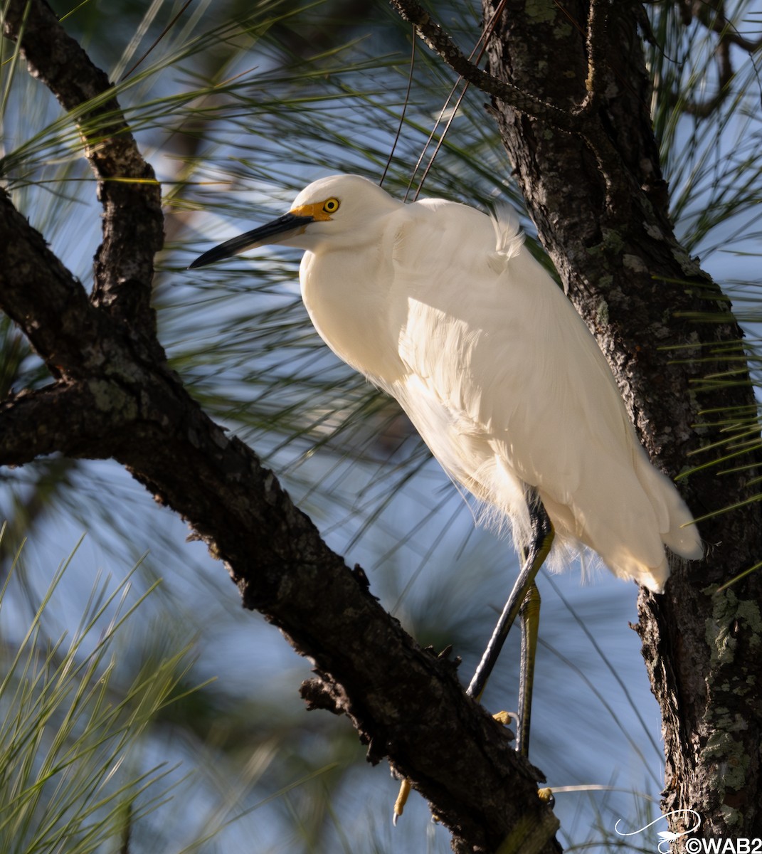 ユキコサギ - ML646347855