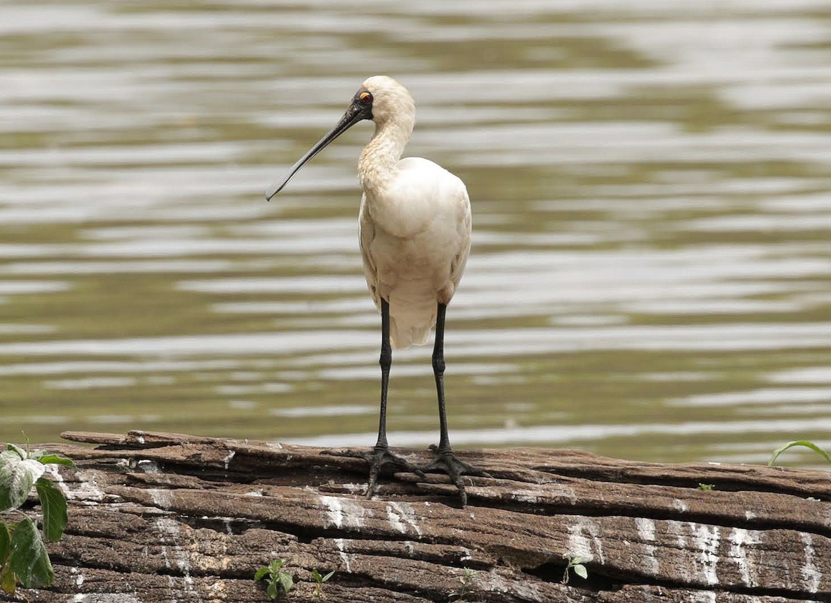 Royal Spoonbill - ML646347856