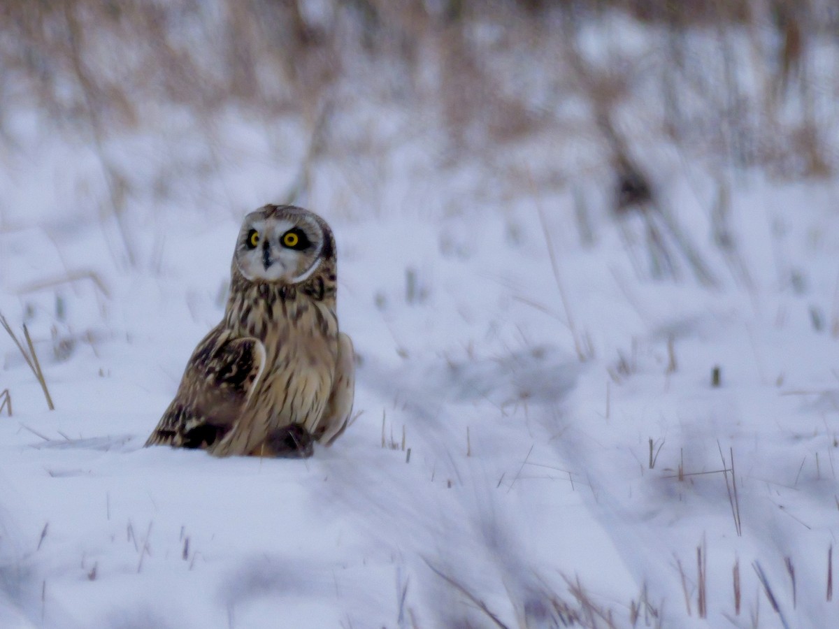 Short-eared Owl - ML646347857