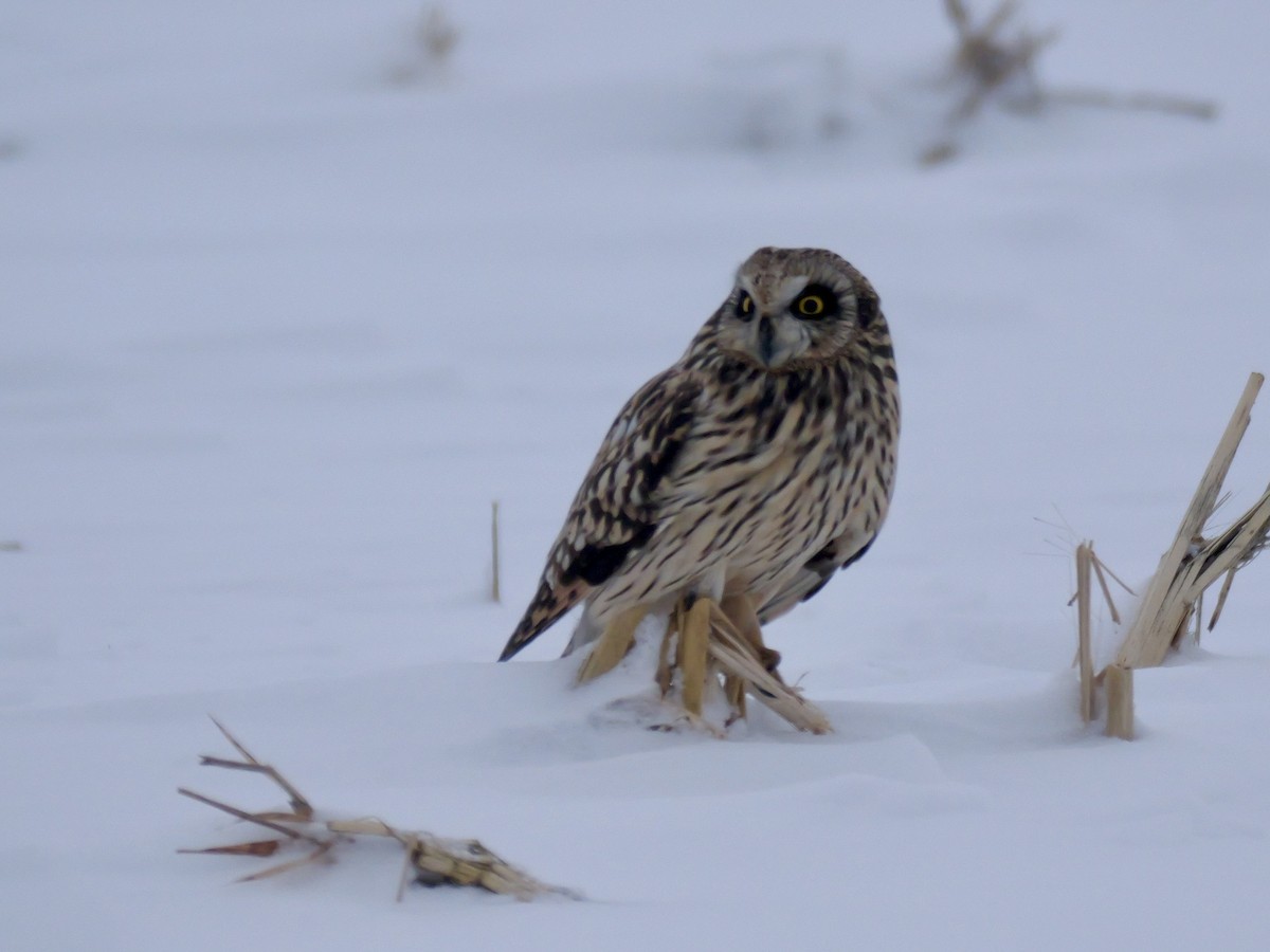 Short-eared Owl - ML646347858