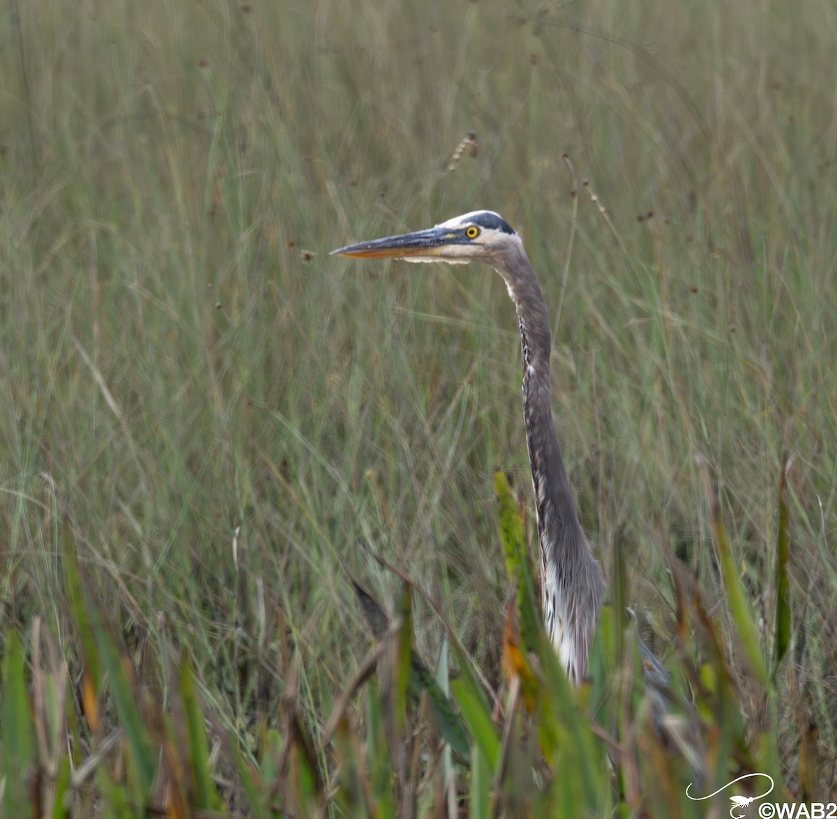 オオアオサギ - ML646347859