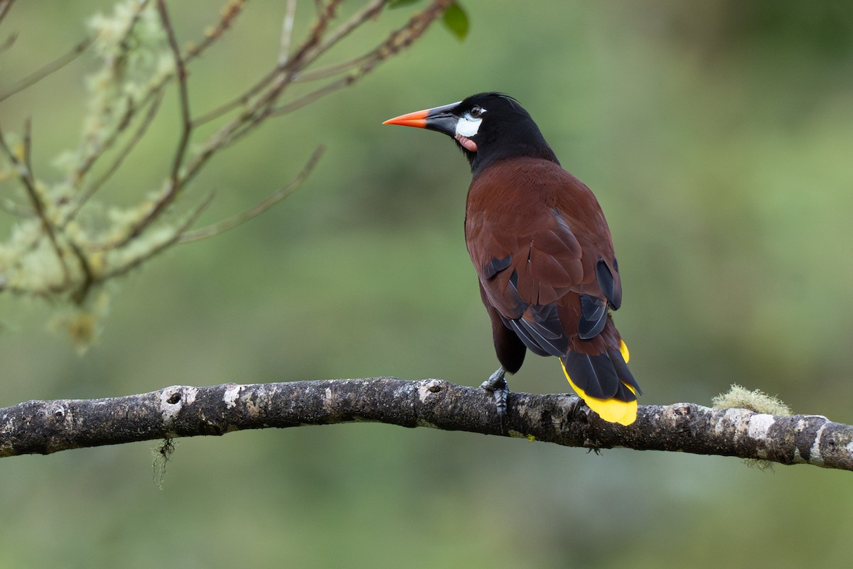 Montezuma Oropendola - ML646347860