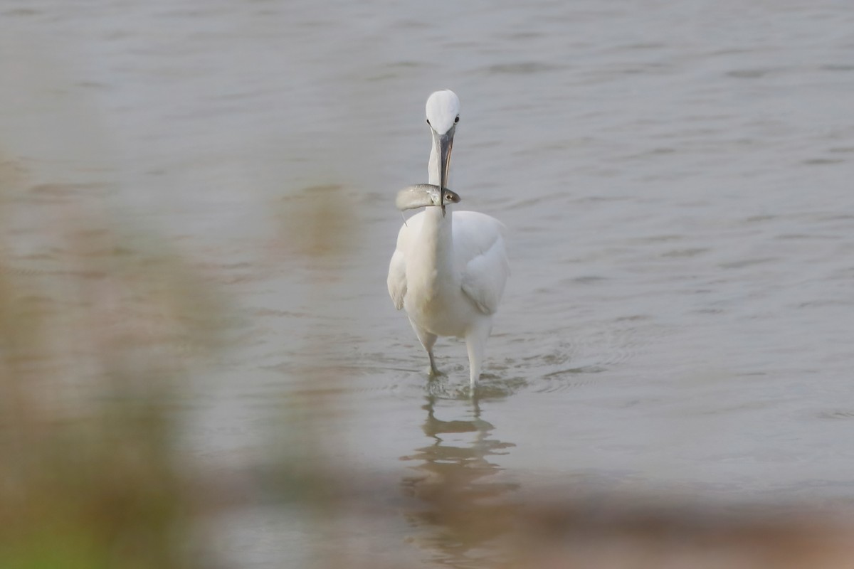 volavka žlutozobá - ML646347864