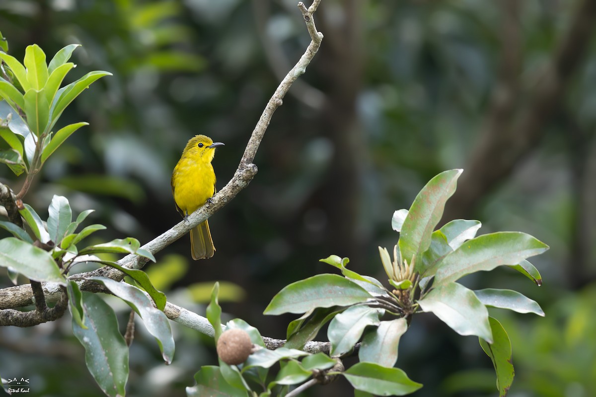 Yellow-browed Bulbul - ML646347866