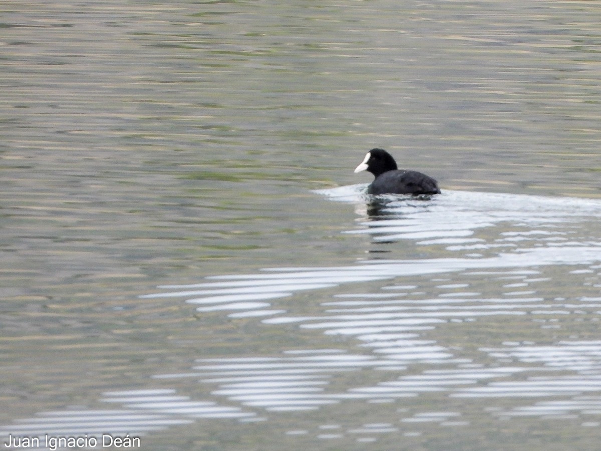 lyska černá - ML646347868