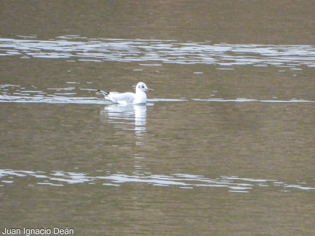 racek chechtavý - ML646347869